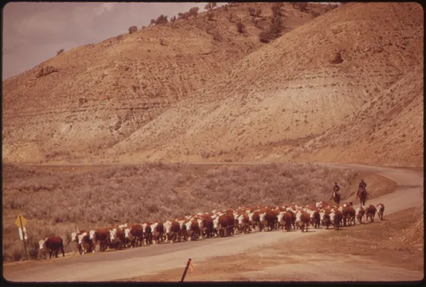 A herd of beef cattle on US rangeland, representing the meatpacking industry under federal scrutiny.