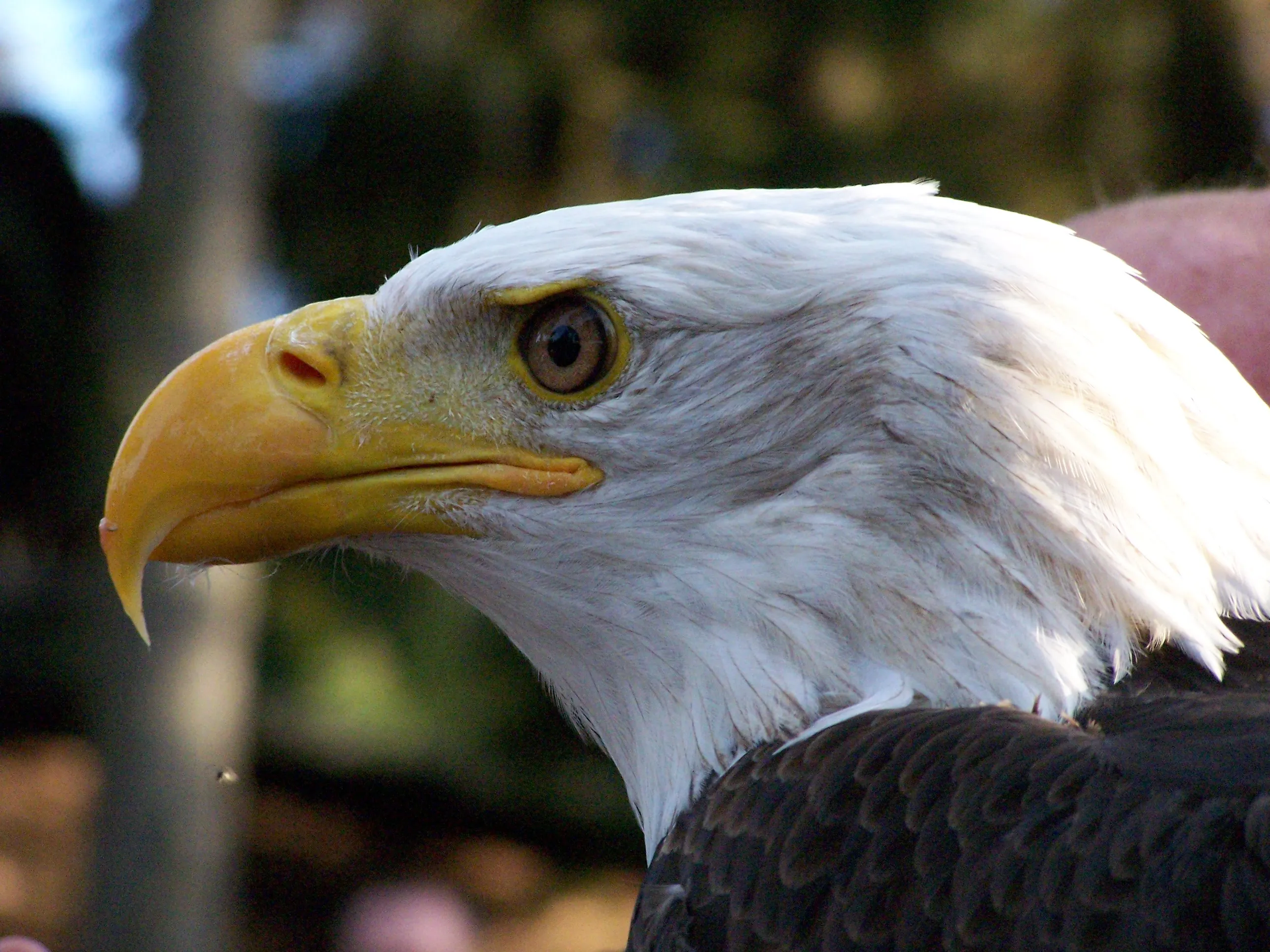 A bald eagle, the national bird of the United States